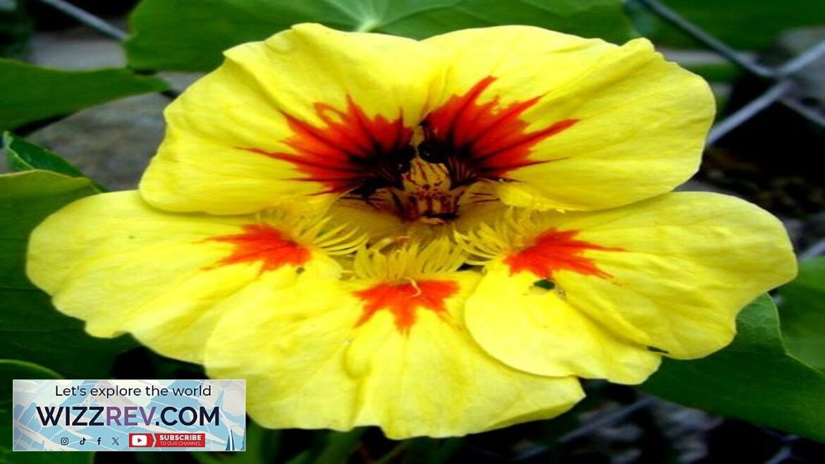 Nasturtium Peach Melba – Seeds Review