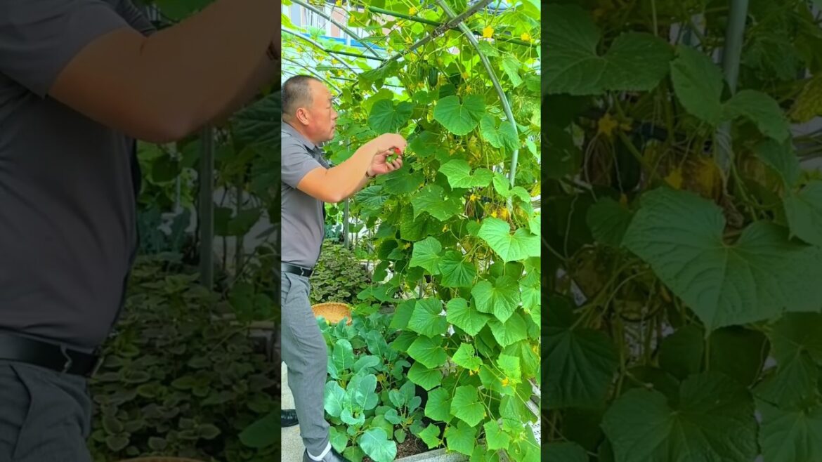 Fresh vegetable cutting in home garden #shots #youtubeshorts