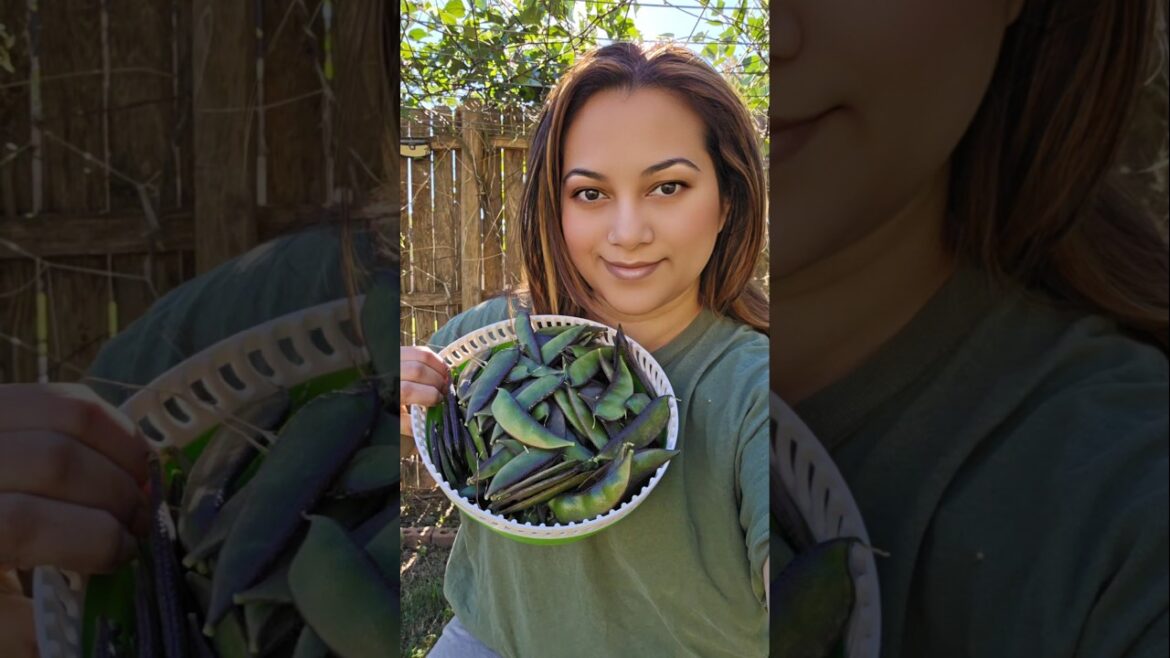 God is blessing us with beans! #garden #harvest #gardening101 #backyardvibes #gardentips #vegtables