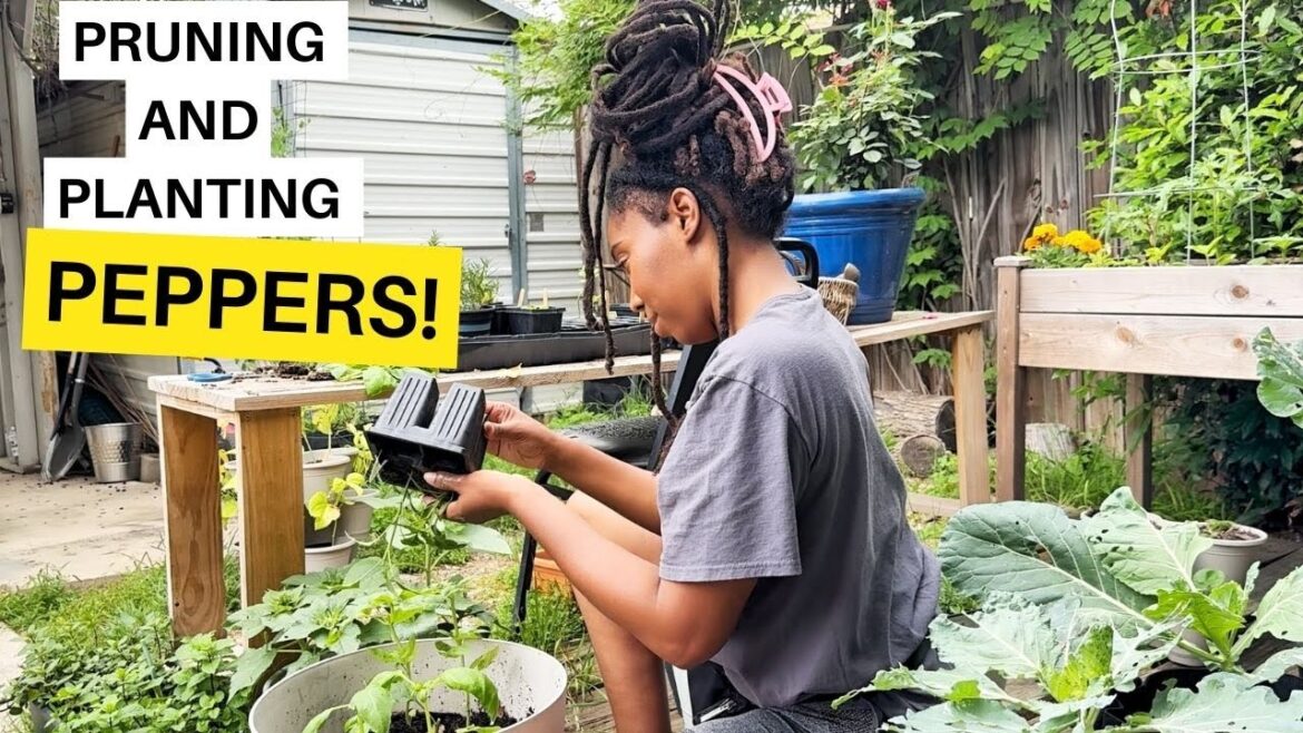 Pruning And Planting Pepper Plants✂️😃🌱CONTAINER GARDENING#pruning Pruning And Planting Pepper Plants✂️😃🌱CONTAINER GARDENING#pruning