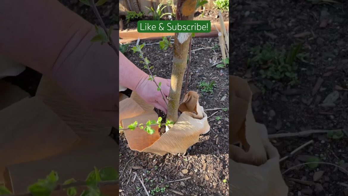 When to Remove Tree Wrap#gardening101 #backyardorchard #gardeningtips #gardeningideas #gardening