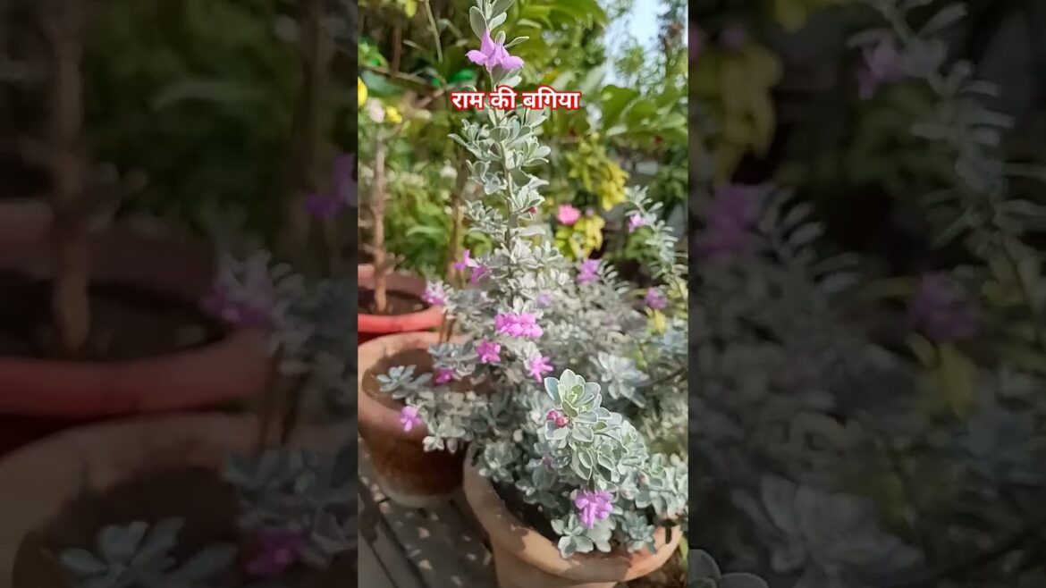 Texas sage desert loving plant #leucophylum