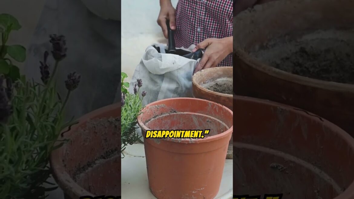 Common Mistakes Every New Gardener #GardeningMistakes #short