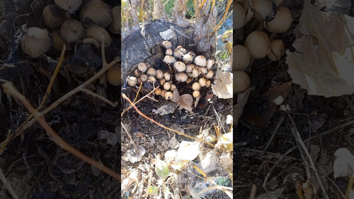 Are these edible mushrooms please comment|Mushrooms growing in rotten tree|Mushrooms to grow in home