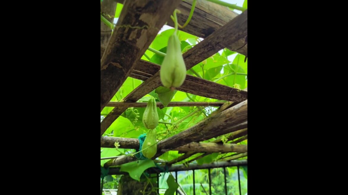 Squash(स्क्वैश) | Kitchen Garden | Vegetable Gardening