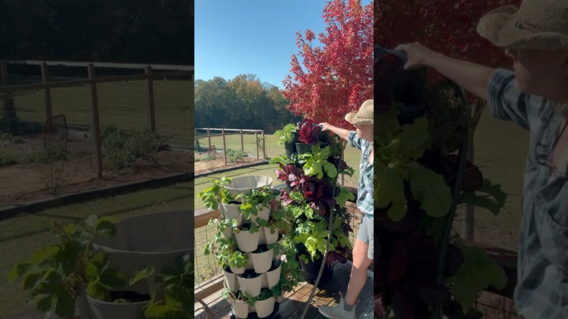 Salad Bar Greenstalk  #greenstalk #garden #containergardening