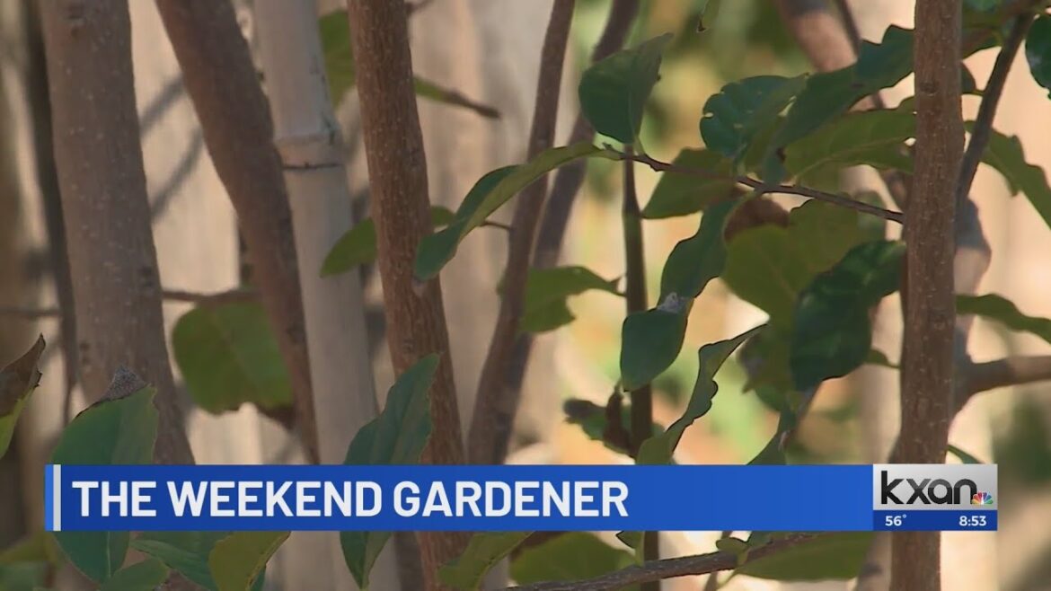 The Weekend Gardener: November tree planting The Weekend Gardener: November tree planting