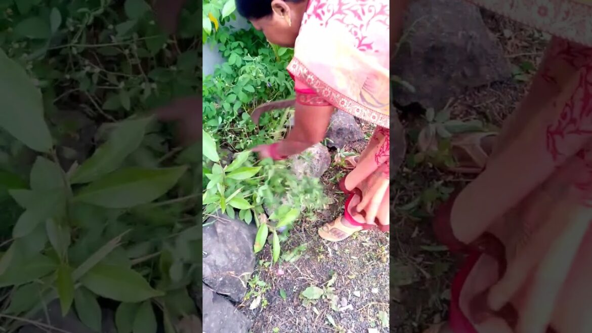 #gardenwork#गार्डनकेकामकरे#plants#shorts#shortsfeed#gardenideas#garden#gardeningtips#gardening#trend #gardenwork#गार्डनकेकामकरे#plants#shorts#shortsfeed#gardenideas#garden#gardeningtips#gardening#trend