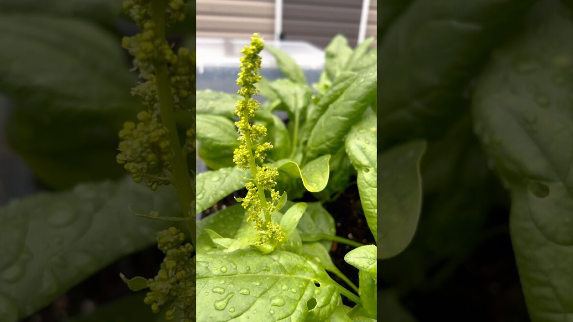 Growing Spinach from seed to harvest in planters - Container Garden        #shortsvideo #shortfeed