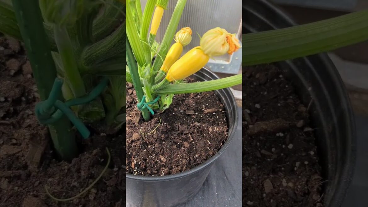 Growing Squash Vertically | 5 Gallon Container Updated | #squash #zucchini #gardening Growing Squash Vertically | 5 Gallon Container Updated | #squash #zucchini #gardening