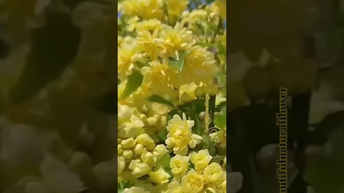 Beautiful natural flowers#flowers #nature #naturalflowers #flower#trading#viral#gardens#beautiful