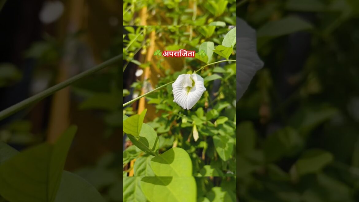 White Aparajita _#Asian pigeonwings #garden #gardeningtips