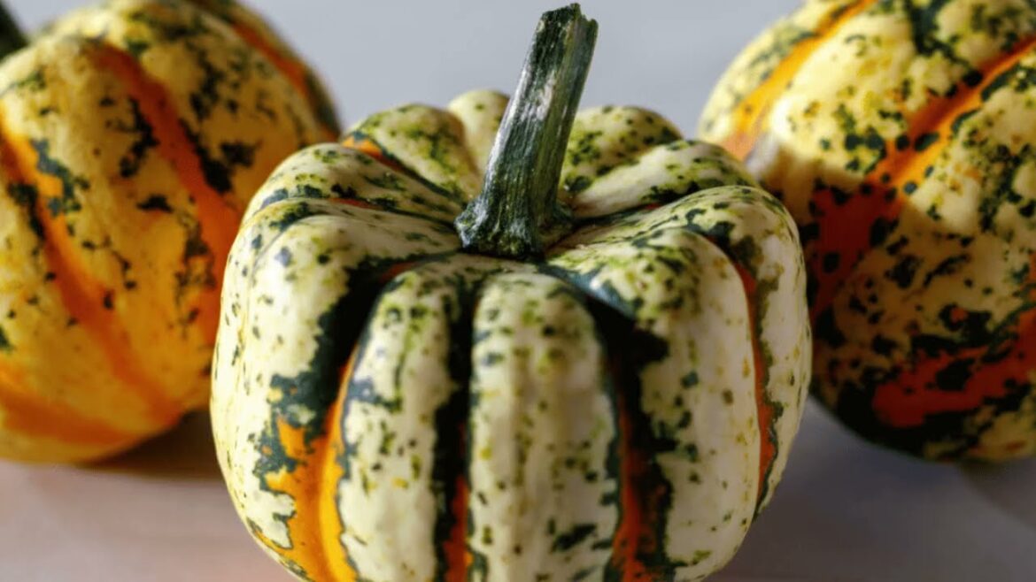 Vibrant Fall Colors and Delicious: Grow AAS Winner Squash Thriller for Autumn Display