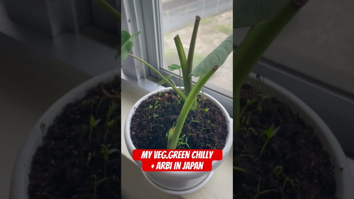 My Gardening in japan Green Chilly +Arbi #shorts#viral#videos#Japan