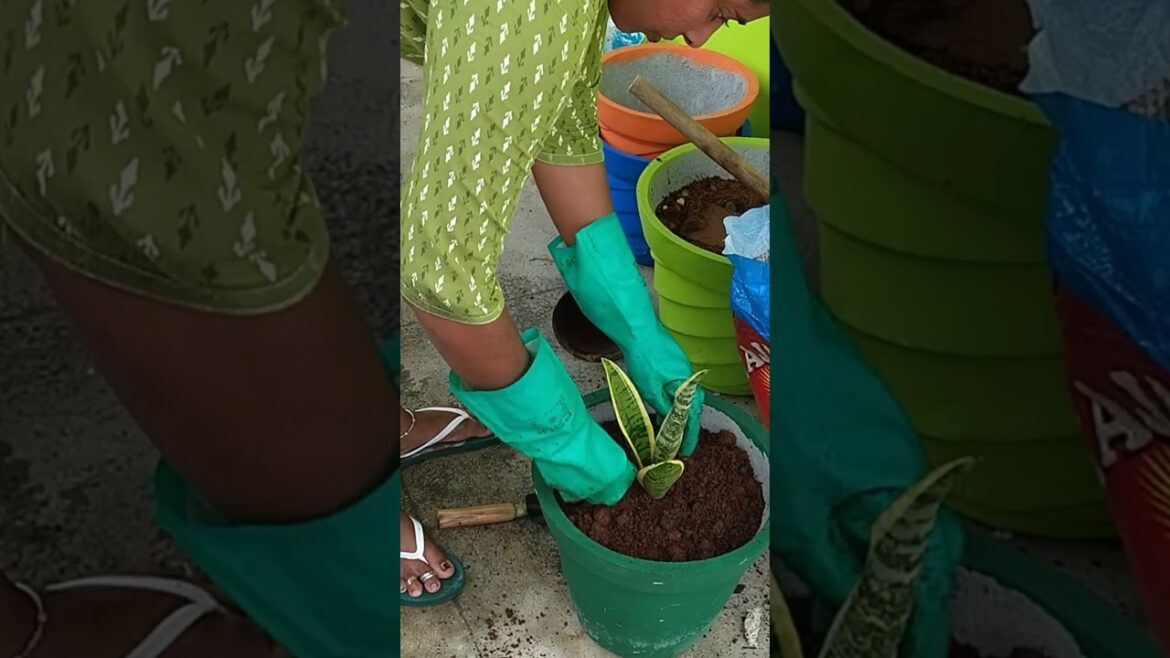 Terrace # Plants # Transfer # Out door & Indoor.