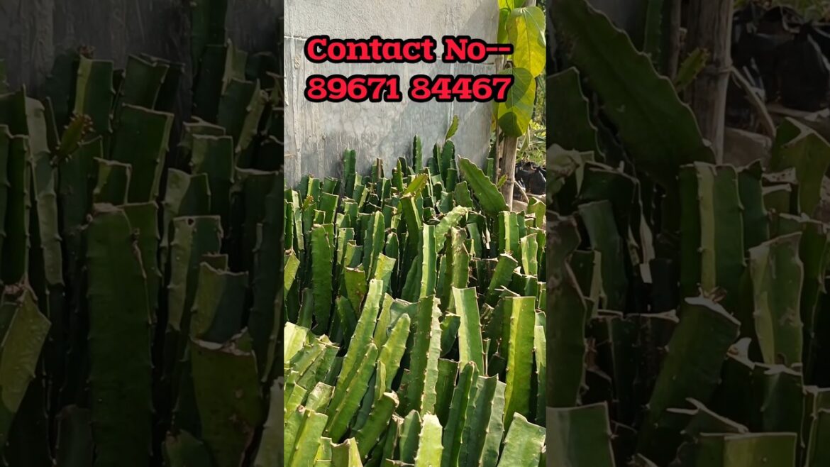 🌵आप ड्रैगन फ्रूट के पौधों के लिए संपर्क कर सकते हैं #shorts @VersatileGardenerHindi