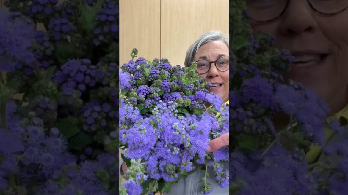 Another undervalued warm-season annual