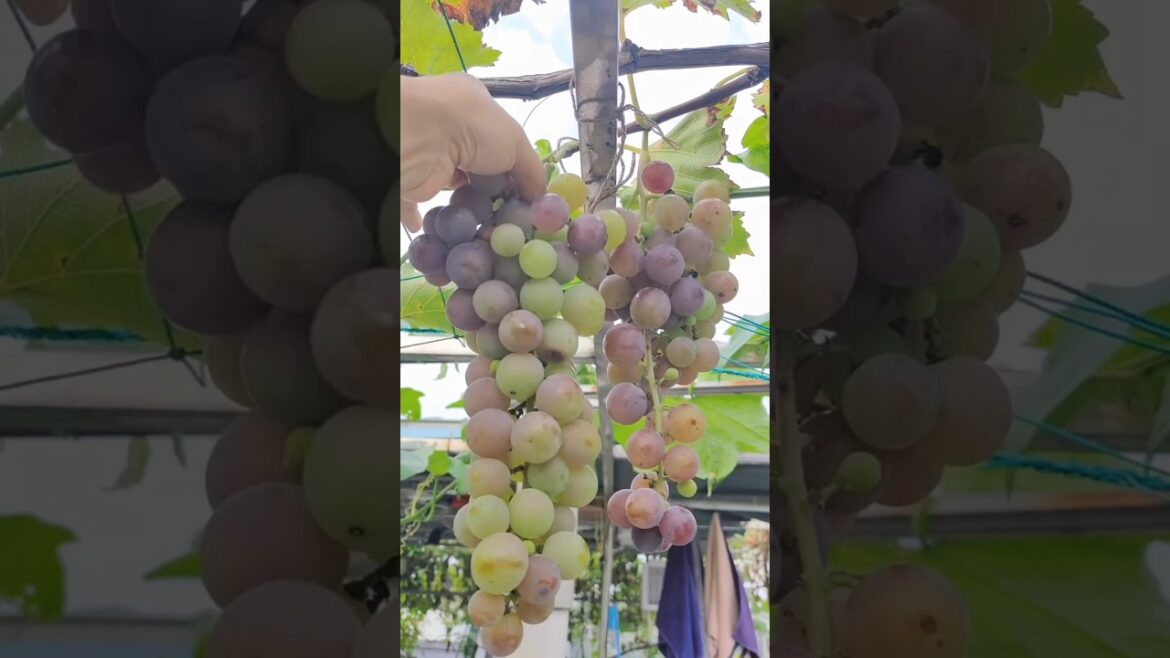 Nice home garden fruit and vegetable cutting #shots #youtubeshorts