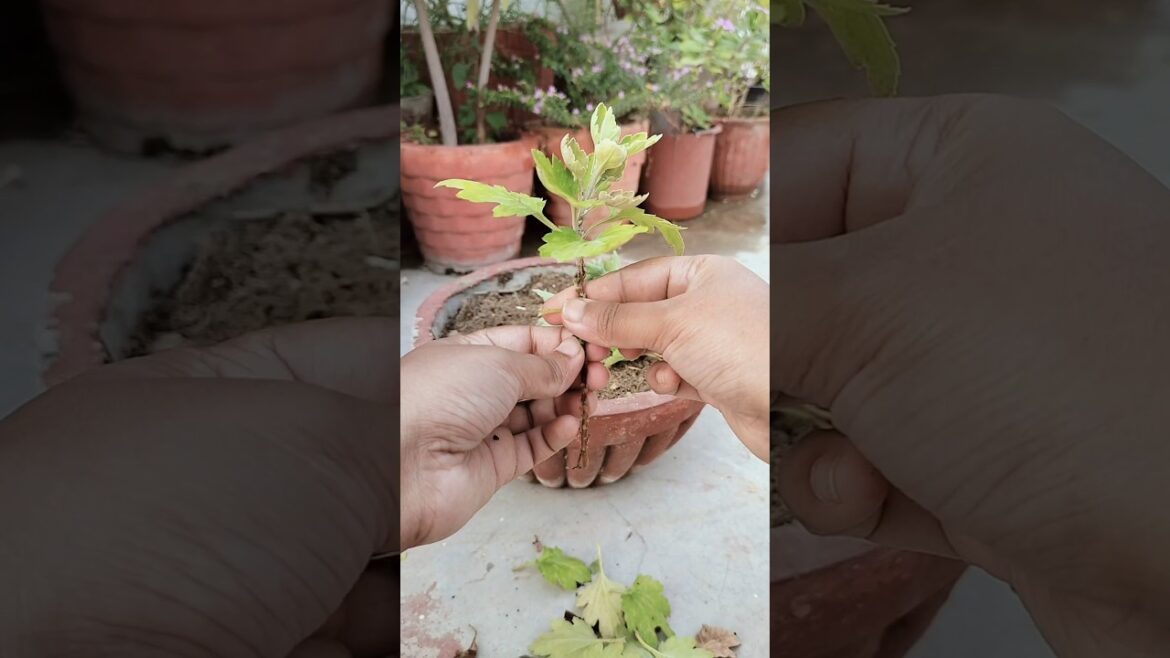 Chrysanthemum ki Cuttings kaise lagaye #gardening #plants