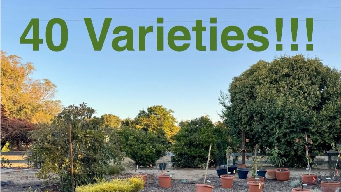 Planting the Back Avocado Orchard