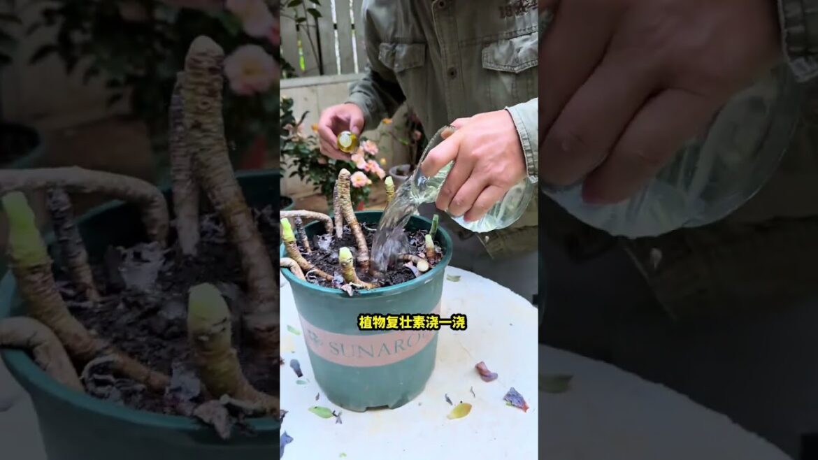 #多肉#多肉植物#盆栽多肉养得半死不活,掉叶,黑腐,化水,你干脆给它剃头 #多肉#多肉植物#盆栽多肉养得半死不活,掉叶,黑腐,化水,你干脆给它剃头