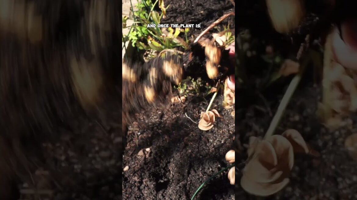 How to Grow and Harvest Peanuts in Your Garden | Raised Bed Gardening Tips 🌱🥜