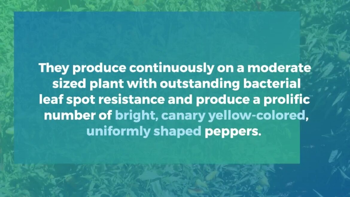 AAS Winner Pepper Pick-N-Pop Yellow: A Sweet Delight! #pepper #vegetablegardening #growingpeppers