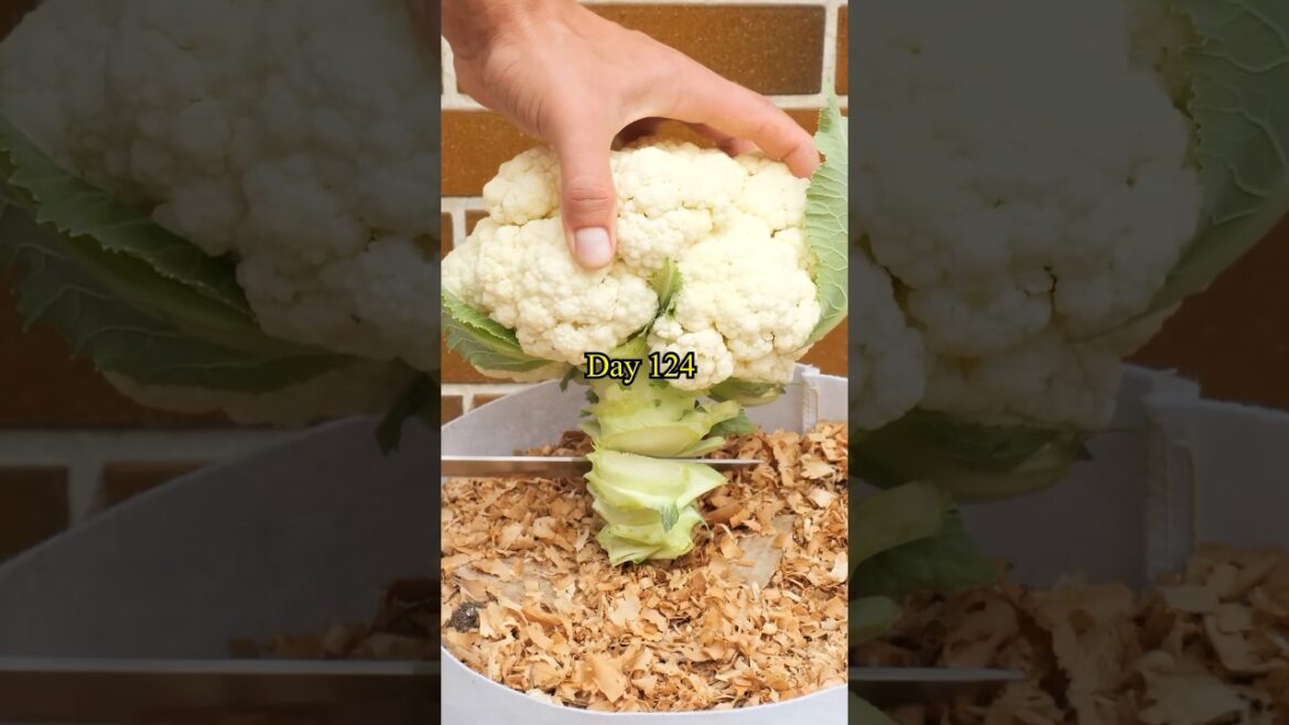 Growing Cauliflower from Seed to Harvest