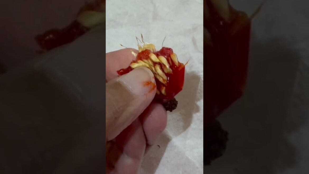 #rosehips #roses #telugugardener #gardening #rosehipjam  |గులాబీ  పళ్ళు