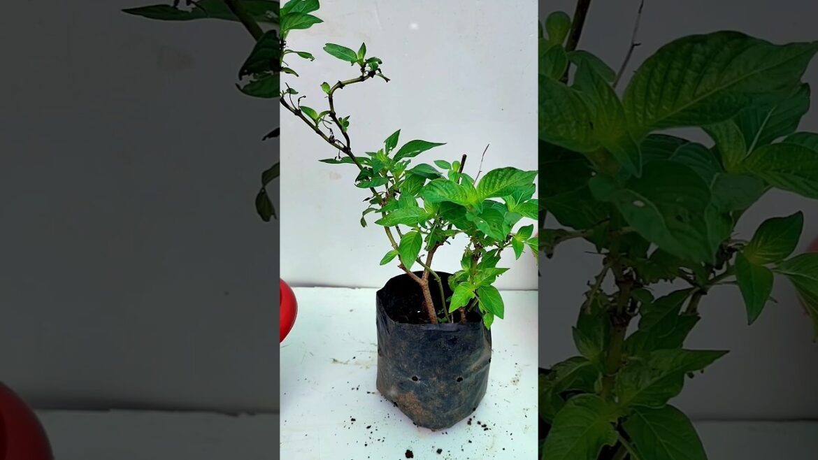 Best Way To Reporting Plant | How To Reporting Plat #shorts #gardening #shortvideo