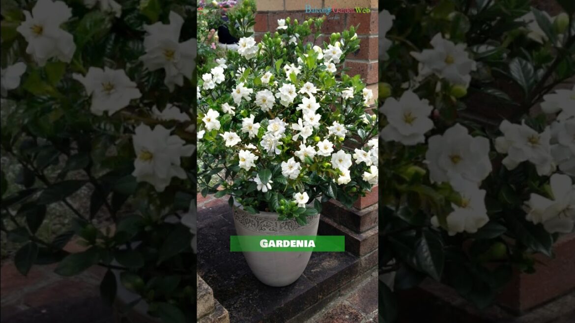 Best Shrubs for Containers  | Best Container Gardening Plants #shorts #shrubs