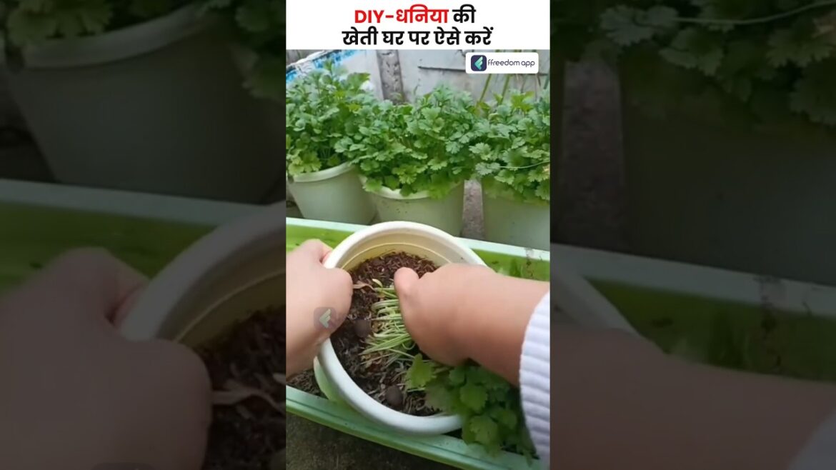 DIY तरीके से घर पर कैसे उगाएं धनिया ?🍀#shorts #corianderfarming DIY तरीके से घर पर कैसे उगाएं धनिया ?🍀#shorts #corianderfarming