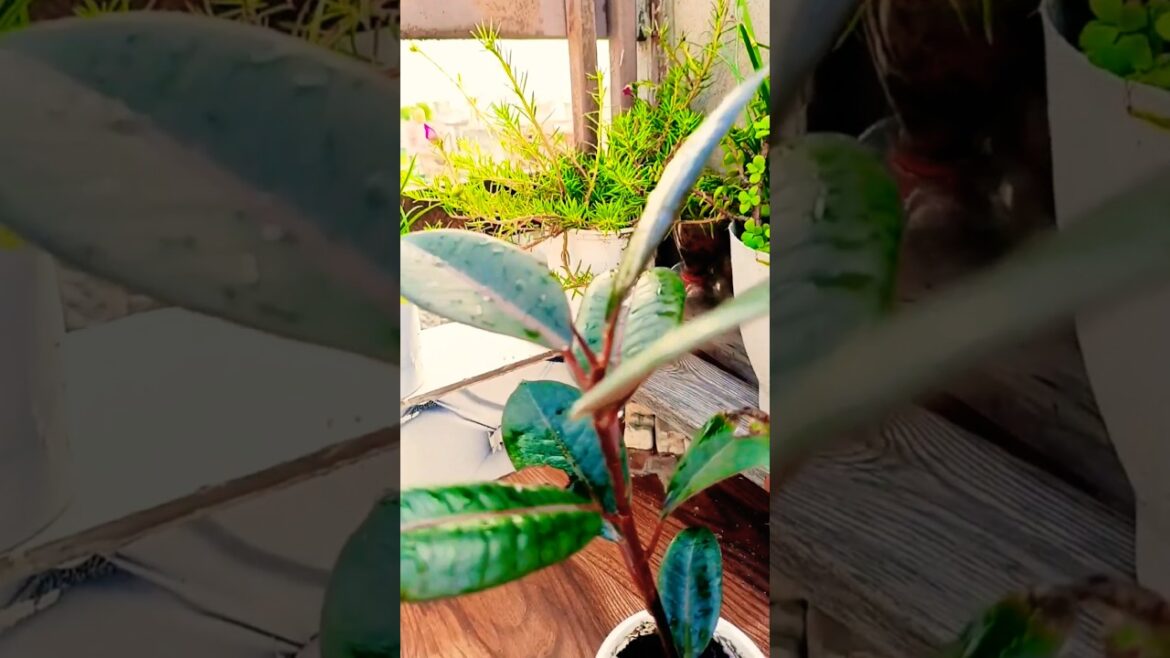 Start your gardening journey with me #trending#Kitchen garden #plants#easy gardening tips # health