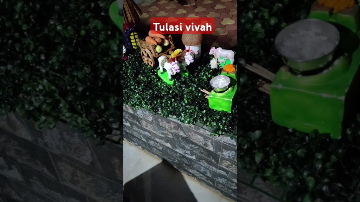 Tulasivivah#tulasi#tulasiplant#plants#gardenplants#patio#तुलसीपूजाविधि#courtyardhouse#garden#shorts Tulasivivah#tulasi#tulasiplant#plants#gardenplants#patio#तुलसीपूजाविधि#courtyardhouse#garden#shorts