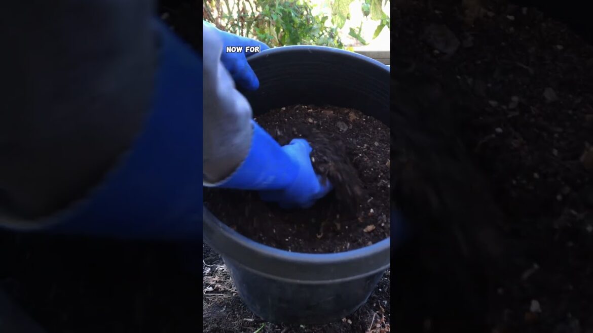 Transform Fall Leaves into Leaf Mold & Compost for Your Raised Garden Beds 🍂🌱