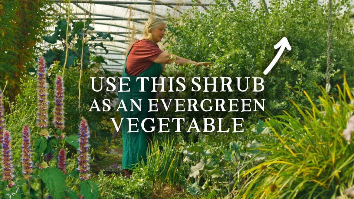 Artist Turns Gardener and Grows INCREDIBLE Vegetables and Perennial Edible Crops
