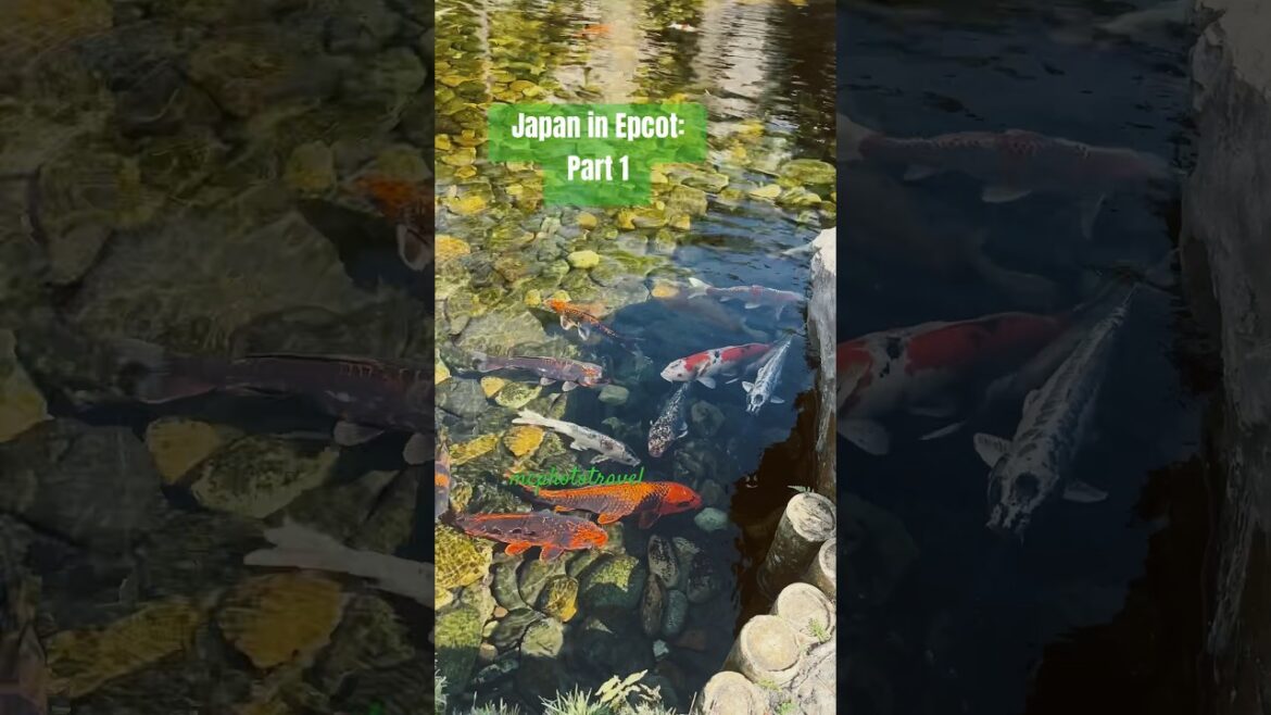 Epcot, Disney World, Koi Fish, Japanese Garden