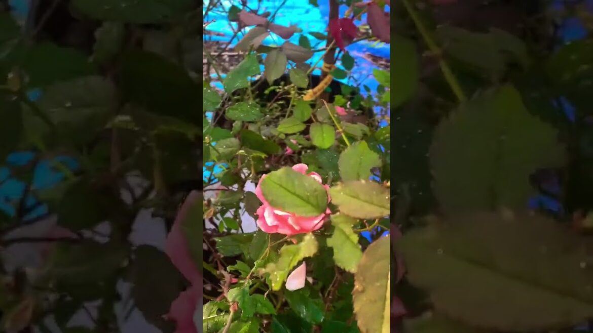 #backyard #nature #gardenplants #backyardflowers #backyardgardening