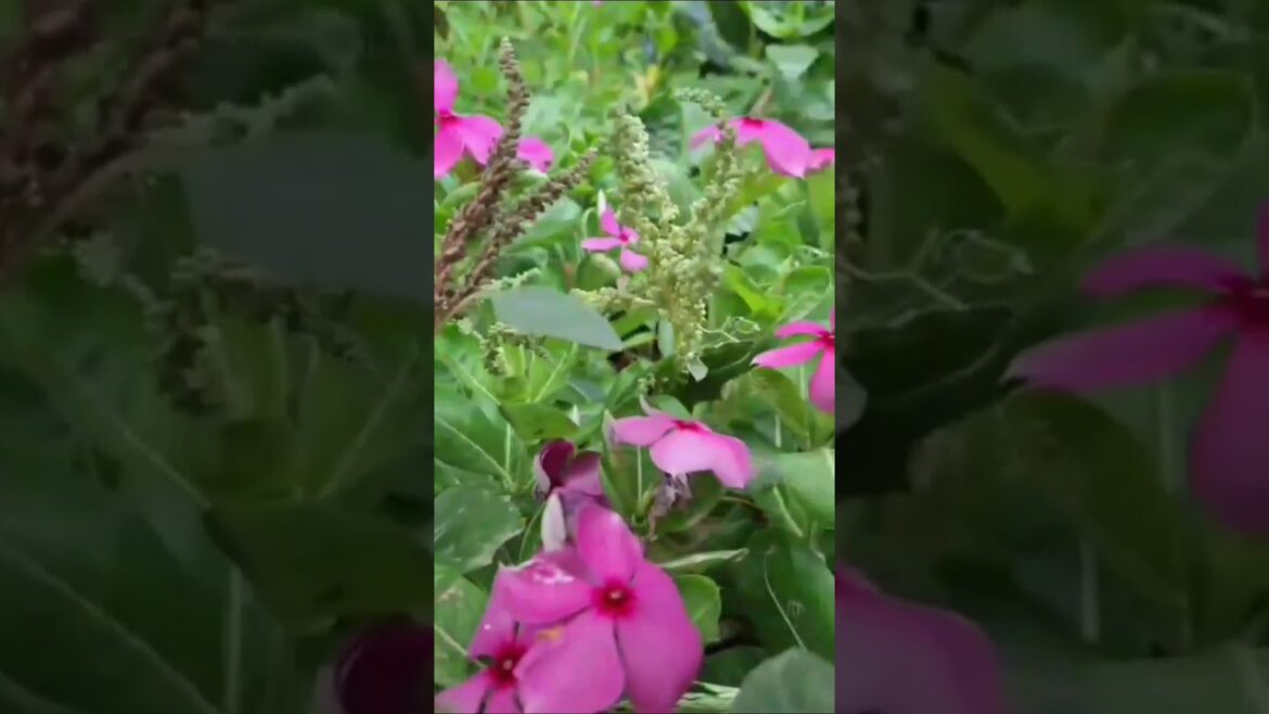 #shrorts क्या मौसम आया है #youtubeshorts #shortsindia @Ishu.vlogs.user-yo5eg1fg2c