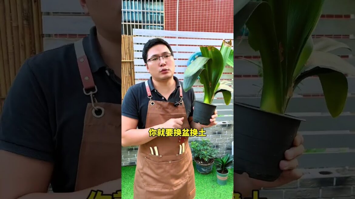 君子兰叶片长黄斑正确处理方法#君子兰#花卉绿植#养花小知识