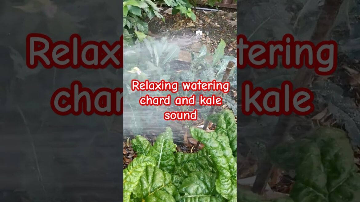 Gardening – relaxing watering plants sound #vegetablegardening #relaxing #ASMR Gardening - relaxing watering plants sound #vegetablegardening #relaxing #ASMR