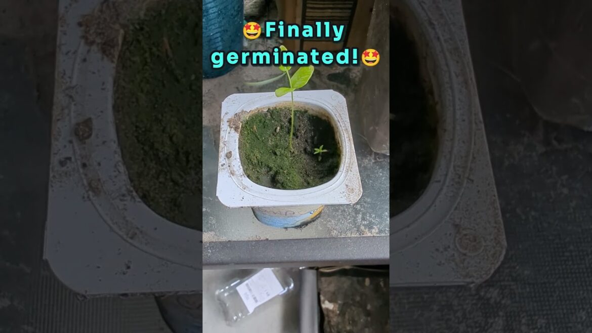 Jaboticaba (Jabuticaba, Brazilian Tree Grape) finally germinated after 3 months #jabuticaba Jaboticaba (Jabuticaba, Brazilian Tree Grape) finally germinated after 3 months #jabuticaba