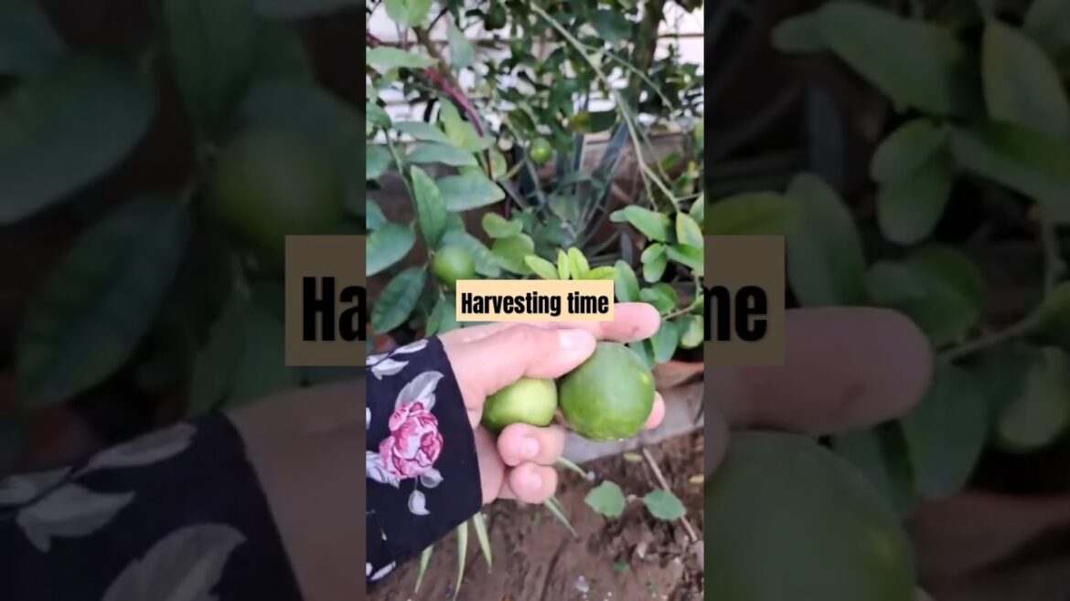 Harvesting lemon at home in huge amount #lemon #vegetables #vegetablegardening