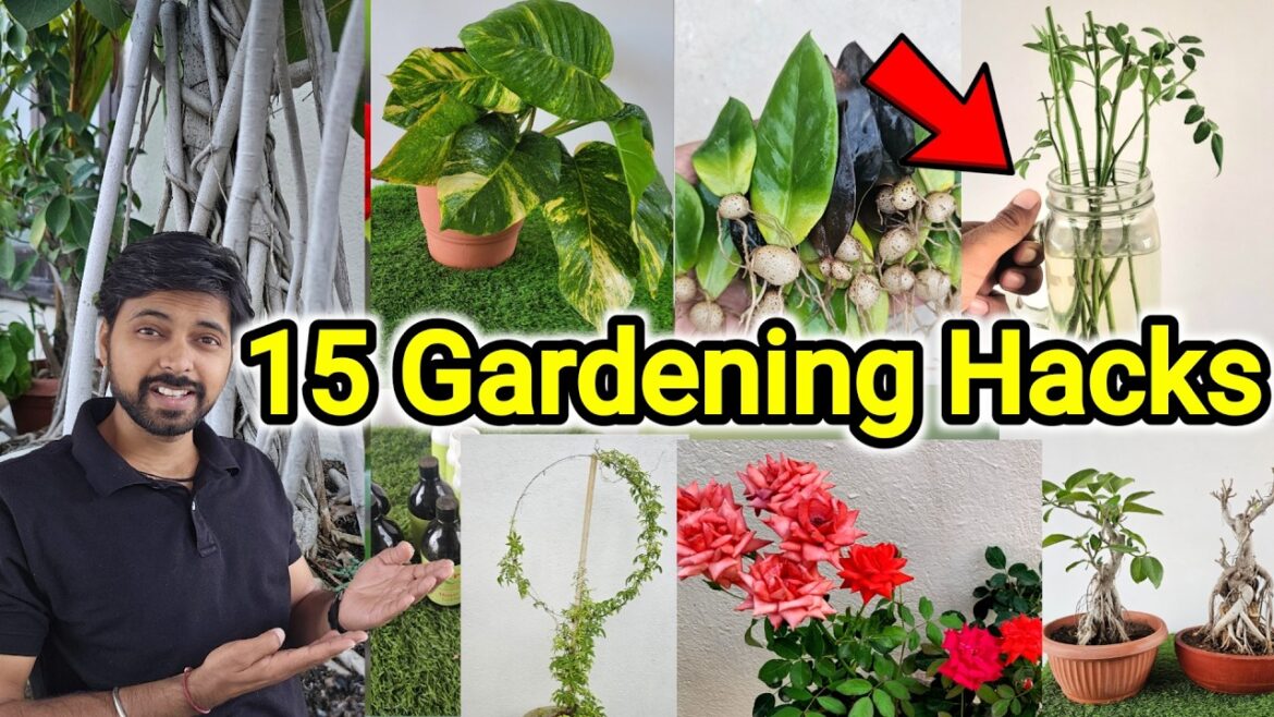 My 15 Gardening Hacks you must know | DIY Home Gardening tips My 15 Gardening Hacks you must know | DIY Home Gardening tips