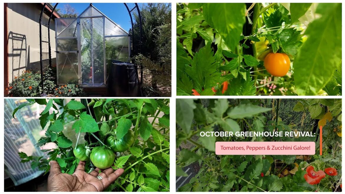 October Greenhouse Revival | Tomatoes, Peppers, Zucchini Galore!