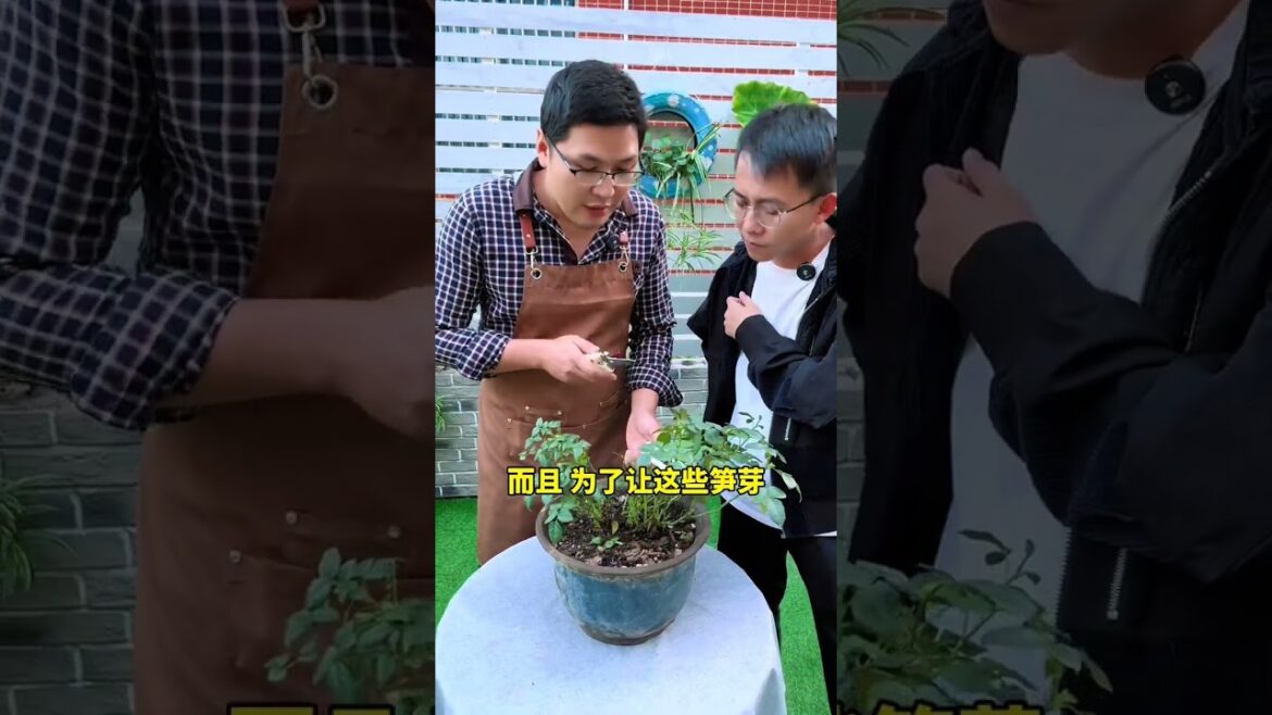月季剪芽促强笋方法#月季#花卉绿植#养花小知识