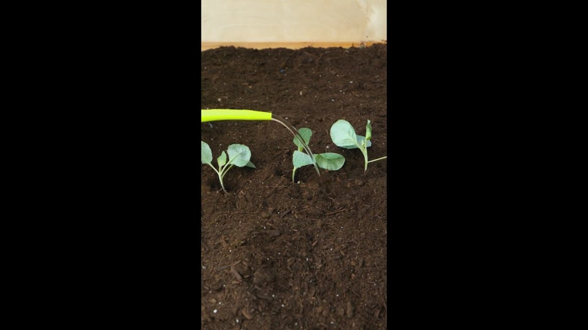 Revolutionary Hack: Planting Seeds with a Mixer 🌱 #gardeningtips
