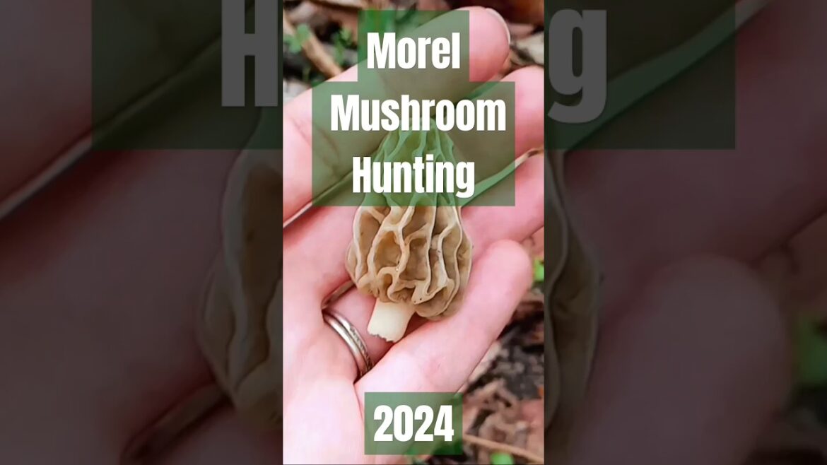 Mushroom Hunting !! Hard to Find Morels #mushroom #morels #harvest #new #hunting #wildmushrooms