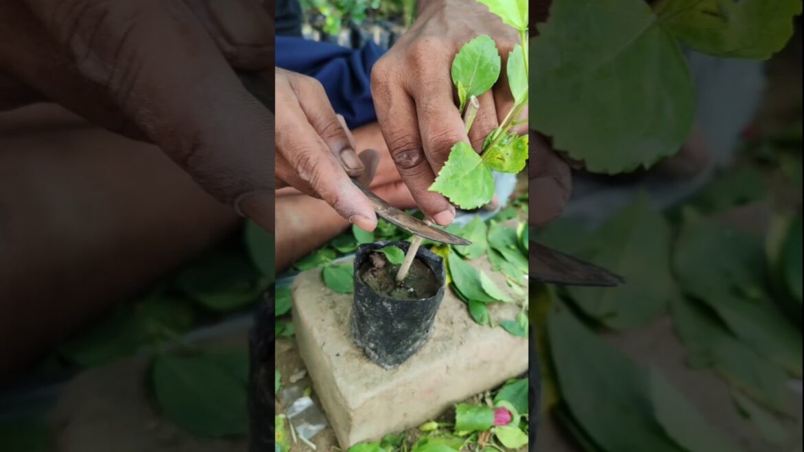 Quick Tips for Propagating Hibiscus Plants 🌺 #shorts Quick Tips for Propagating Hibiscus Plants 🌺 #shorts