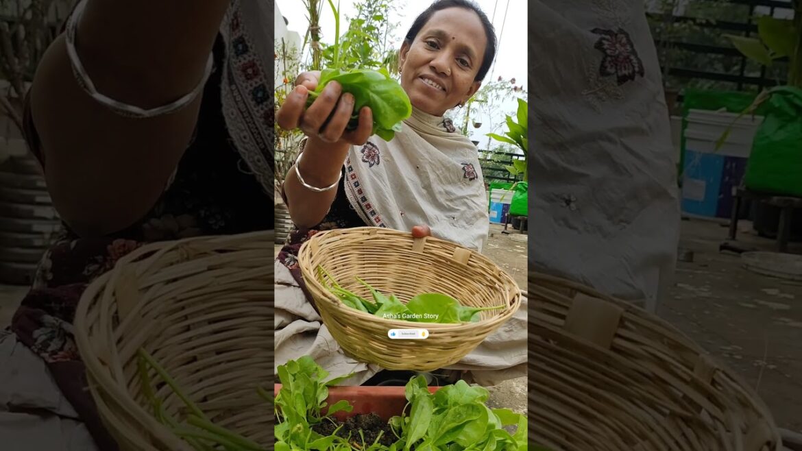 Vegetable Harvest At Home🔥Vegetable Harvesting Video🥦Vegetable Kaise Ugaye✨#ashasgardenstory#shorts
